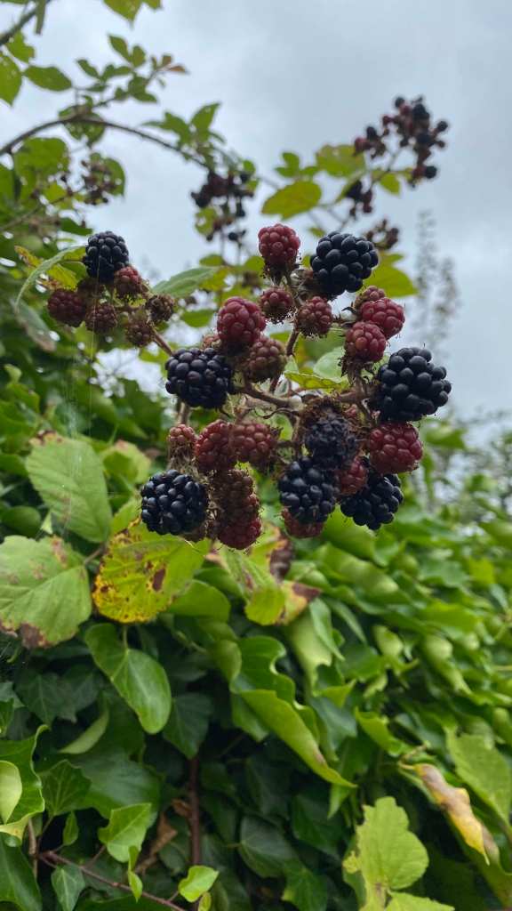 Brambles - or blackberries, in a cluster of ripe and unrip fruit amongst their leaves and thorns.