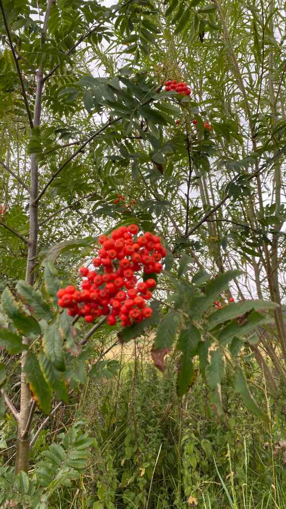 Red rowan berries hanging in a cluster from the plant. The leaves of the tree are green behind them.